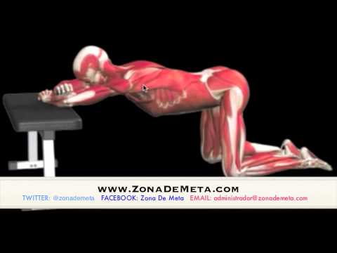 ¿Cómo se estira el dorsal?