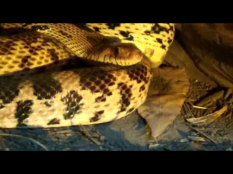 ¿Qué hace un Cincuate?